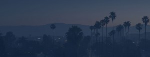 palm trees background